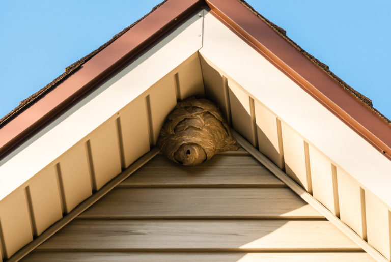 paper-wasp-nest-removal