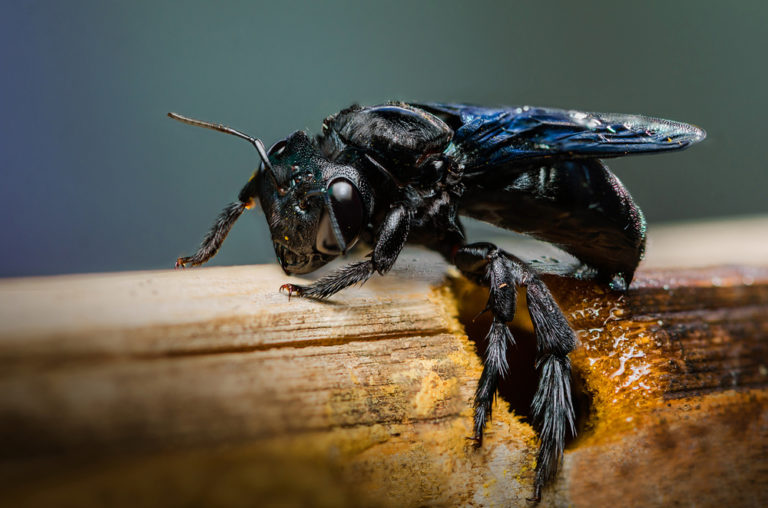 How To Deal With A Carpenter Bee Infestation - Wasp Control Services