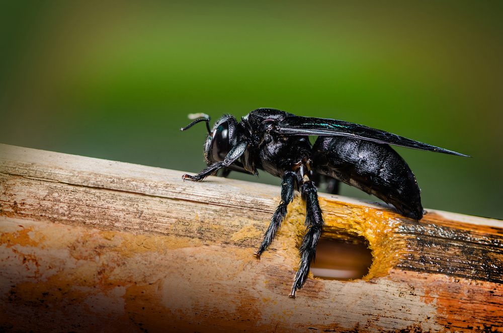 How to get rid of carpenter bees - Wasp Control Services