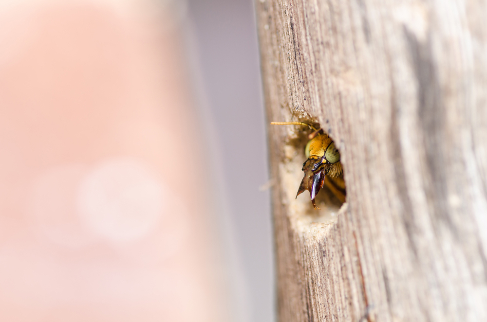 Signs of carpenter bee infestation - Wasp Control Services