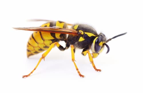 wasp removal service vaughan